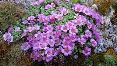 Saxifraga oppositifolia 'Latina' - 8cm pot 